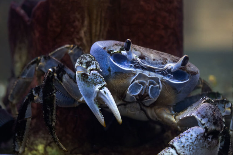 atlantic blue crab